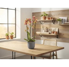 Orchidee in pot op een tafel, op de achtergrond een raam en planken
