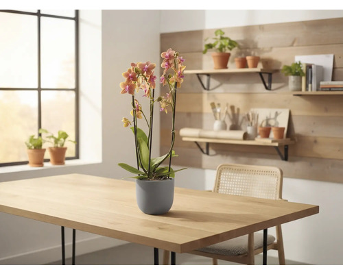 Orchidee in pot op een tafel, op de achtergrond een raam en planken