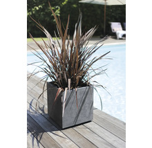 Decoratieve plant in een vierkante plantenbak naast een zwembad