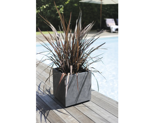 Decoratieve plant in een vierkante plantenbak naast een zwembad