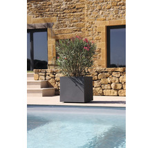 Grijze, vierkante plantenbak met oleanderplant bij het zwembad