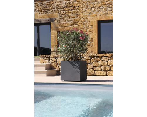 Grijze, vierkante plantenbak met oleanderplant bij het zwembad