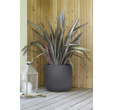 Nieuw-Zeelands vlas in plantenbak met lantaarn op houten terras