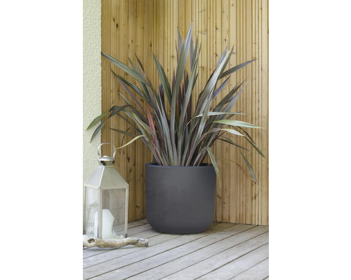 Nieuw-Zeelands vlas in plantenbak met lantaarn op houten terras