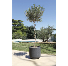 Olijfboom in pot met gedraaide stam in de tuin