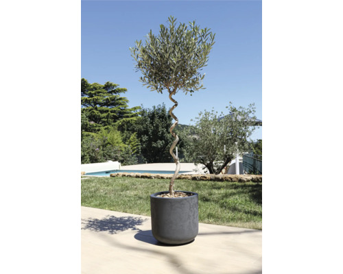 Olijfboom in pot met gedraaide stam in de tuin