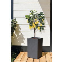 Citroenboom in pot voor buiten