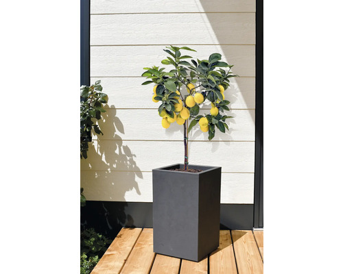 Citroenboom in pot voor buiten