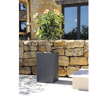 Bloeiende plant in een grijze plantenbak in de tuin.