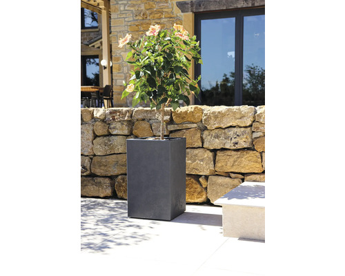 Bloeiende plant in een grijze plantenbak in de tuin.