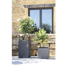 Twee planten in grijze plantenbakken voor een stenen muur en een raam