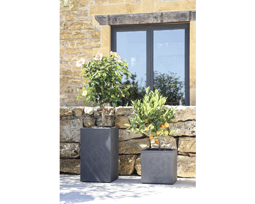 Twee planten in grijze plantenbakken voor een stenen muur en een raam