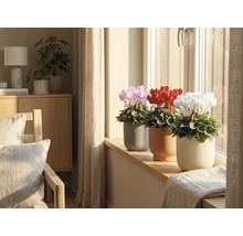 Interieurfoto met roze, rode en witte cyclamen in potten op een vensterbank