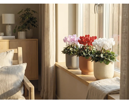 Interieurfoto met roze, rode en witte cyclamen in potten op een vensterbank