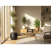 Woonkamer met kamerplanten in potten, houten meubels en vloerkleed