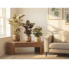 Woonkamer scène met drie kamerplanten in potten op een houten tafel naast een bank.