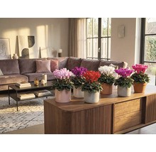 Interieur met verschillende gekleurde cyclamen in potten op een houten kast