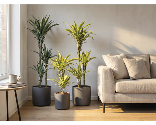 Interieur met drie Drakenbloedbomen in grijze potten en een bank