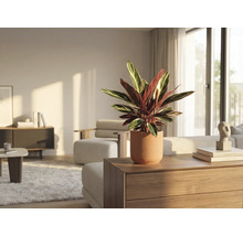 Interieurfoto van een woonkamer met een gebedsplant in een pot op een commode