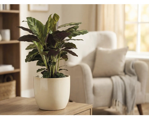 Calathea kamerplant in keramische pot op een tafel