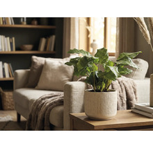 Decoratieve kamerplant in een geribbelde bloempot op een houten tafel in een woonkamer