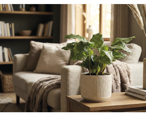 Decoratieve kamerplant in een geribbelde bloempot op een houten tafel in een woonkamer