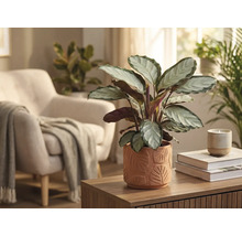 Woonkamerdecoratie met Calathea plant in een pot met bladerpatroon op een houten tafel.