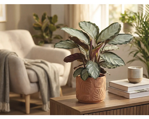 Woonkamerdecoratie met Calathea plant in een pot met bladerpatroon op een houten tafel.