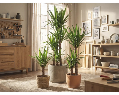 Woonkamer met Yucca kamerplanten in verschillende plantenbakken op een tapijt