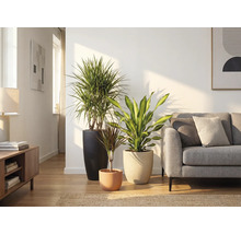 Woonkamer met drie kamerplanten in plantenbakken en een bank