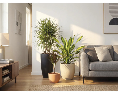 Woonkamer met drie kamerplanten in plantenbakken en een bank