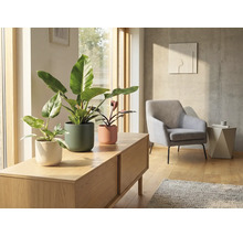 Woonkamer met kamerplanten in plantenbakken op een dressoir