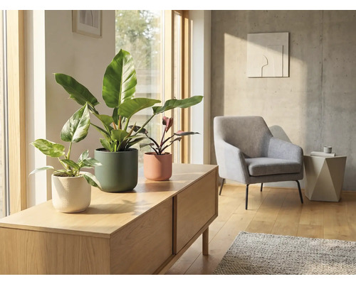 Woonkamer met kamerplanten in plantenbakken op een dressoir