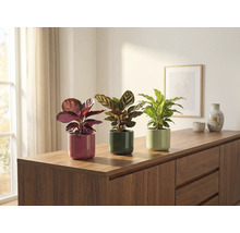 Drie kamerplanten in potten op een dressoir