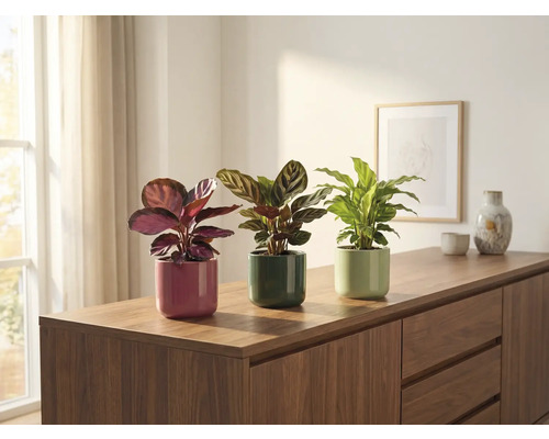 Drie kamerplanten in potten op een dressoir