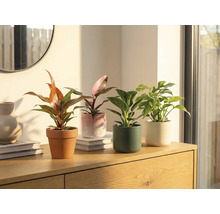 Vier kamerplanten in potten op een houten kast.