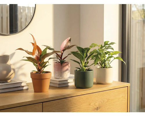 Vier kamerplanten in potten op een houten kast.