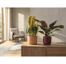 Interieurscène met twee kamerplanten in potten op een houten dressoir