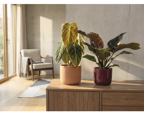 Interieurscène met twee kamerplanten in potten op een houten dressoir