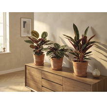 Drie Maranta planten in terracotta potten op een houten kast