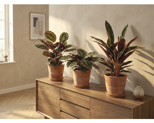 Drie Maranta planten in terracotta potten op een houten kast