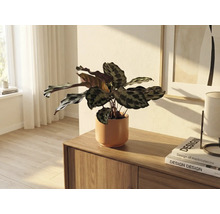 Kamerplant in keramische pot op houten dressoir in lichte kamer