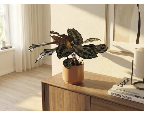 Kamerplant in keramische pot op houten dressoir in lichte kamer