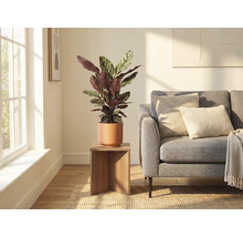 Woonkamer met plant in keramische pot op een houten kruk naast een bank