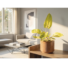 Kamer met Philodendron plant in pot op een houten plank