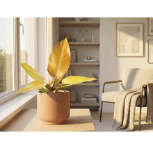 Interieurscène met kamerplant in keramische pot op een tafel