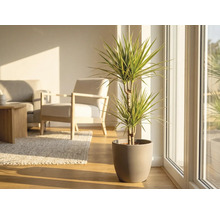 Drakenboom in pot in een lichte woonkamer.