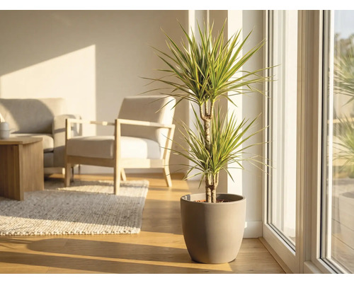 Drakenboom in pot in een lichte woonkamer.