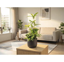 Kamer met potplant op een houten tafel