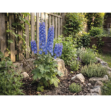 Tuin met ridderspoor voor een houten hek